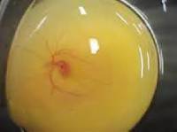 مروری بر روشهای ویروس شناسی «تخم مرغ جنین دار، كشت سلول، Elisa، HI، PCR»