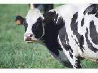 پاورپوینت  چالش های مهم استفاده از مکمل های مواد معدنی در تغذیه گاوهای شیری