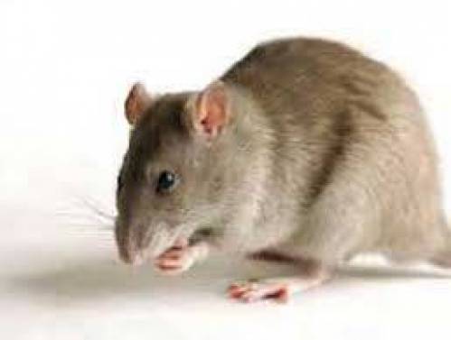 بررسي متابوليسم داروي نوسكاپن در سلولهاي مجزاي كبد موش