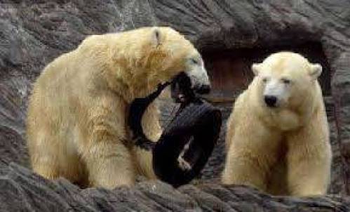 پاورپوینت خرس و خرس قطبی(تحقیق دانش آموزی)