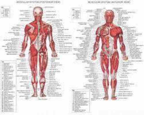 پاورپوینت تربیت بدنی عضلات بدن(عضلات هسته ای.مرکزی)core